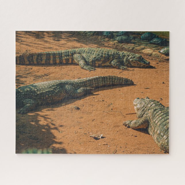 Short Nosed Crocodiles Sunbathing Near Turtles Jigsaw Puzzle (Horizontal)