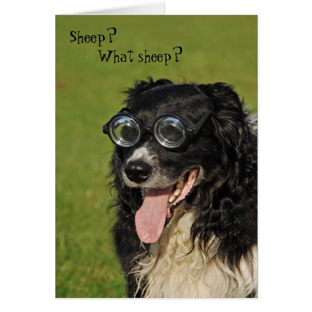 Short-sighted Collie Card c (Front)