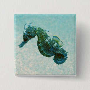 Short-Snouted Seahorse Crimea, Russia 2 Inch Square Button