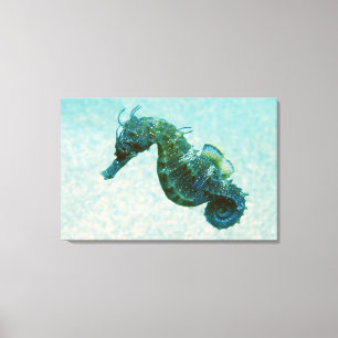 Short-Snouted Seahorse   Crimea, Russia Canvas Print