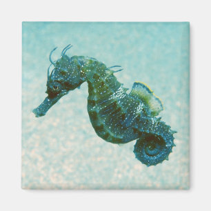 Short-Snouted Seahorse   Crimea, Russia Magnet