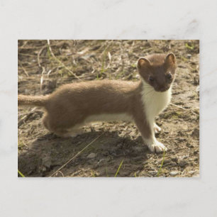 Short Tailed Weasel Postcard