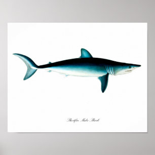 Shortfin Mako Shark Poster Art Print no. 4