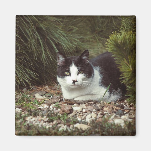 Shorthair Cat - Magnet (Front)