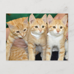 Shorthair Orange Tabby Kittens Postcards