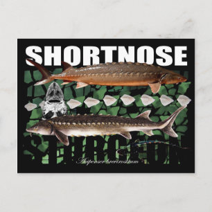 Shortnose Sturgeon Scutes PostCard
