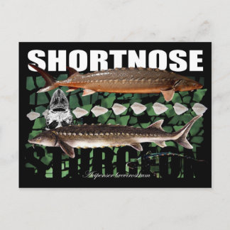 Shortnose Sturgeon Scutes PostCard