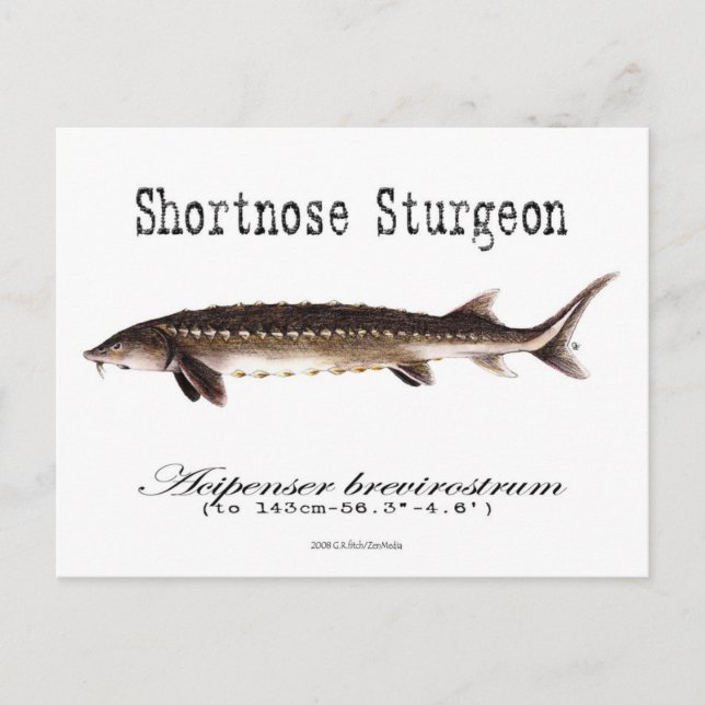 Shortnose Sturgeon-White-Postcard Postcard (Front)