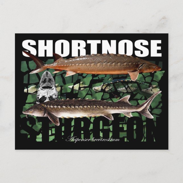 ShortnoseCollage-PCard Postcard (Front)