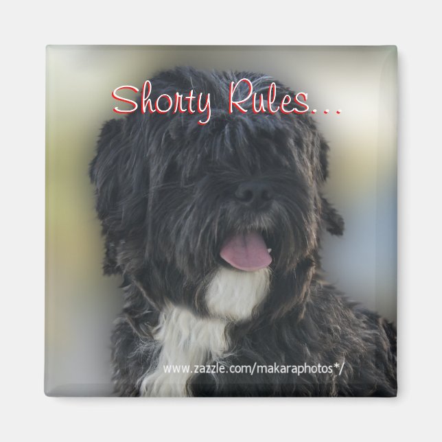 Shorty Lhasa Apso-Shih Tzu Magnet-personalize Magnet (Front)