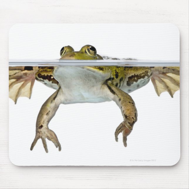 Shot of a Edible frog surfacing in front of a Mouse Pad (Front)