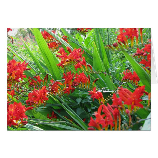 shot of red (Front Horizontal)