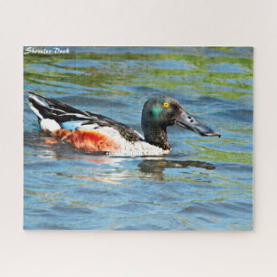 Shoveler Duck Jigsaw Puzzle