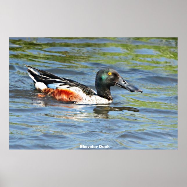 Shoveler Duck Poster (Front)