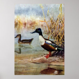 Shoveler Ducks Vintage Illustration Poster