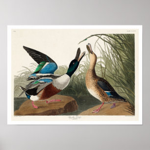 Shoveller Duck by Audubon Poster