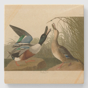 Shoveller Duck - from Audubon's Birds of America Stone Coaster