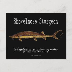 Shovelnose Sturgeon-Black-Postcard Postcard