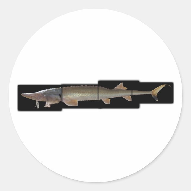 Shovelnose Sturgeon - Scaphirhynchus platorynchus Classic Round Sticker (Front)