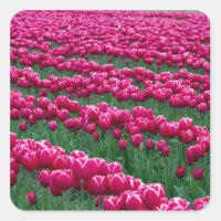 Show garden of spring-flowering tulip bulbs in