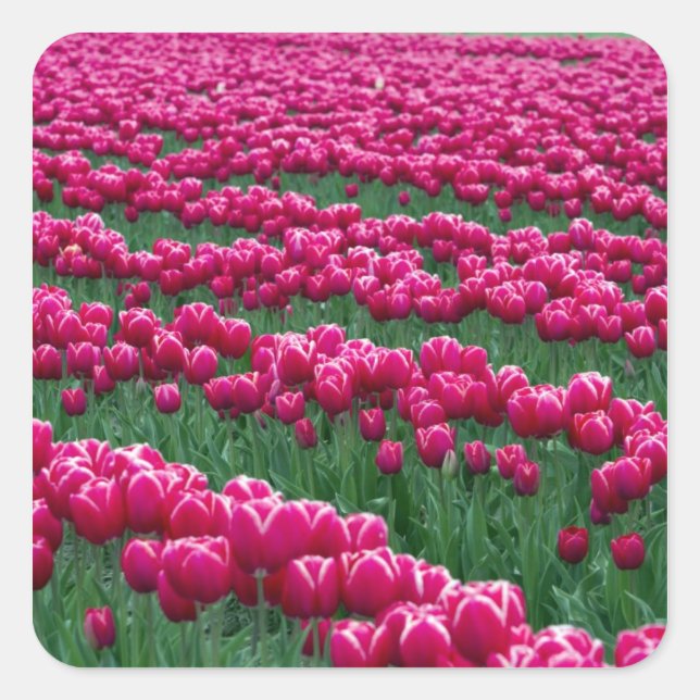 Show garden of spring-flowering tulip bulbs in square sticker (Front)