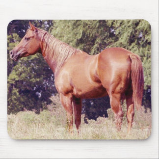 Show Horse Mouse Pad