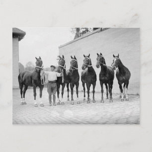 Show Horses, 1912 Postcard