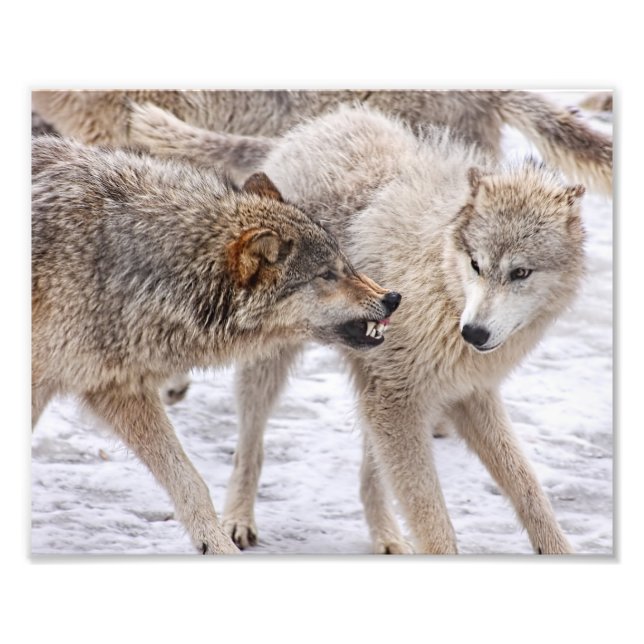 Show No Fear - Wolf Showing Domination Photo Print (Front)