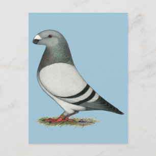 Show Racer Blue Bar Pigeon Postcard