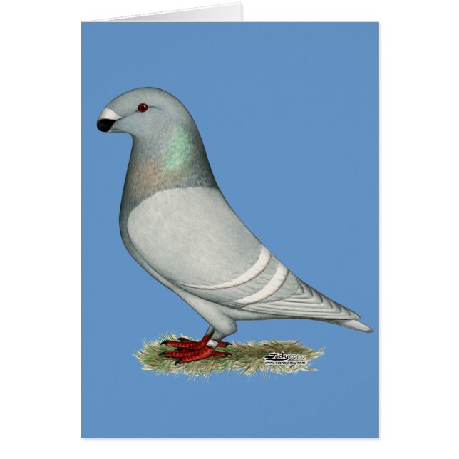 Show Racer Concept Hen (Front)