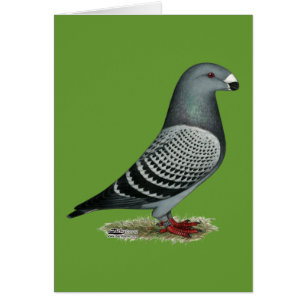 Show Racer Light Check