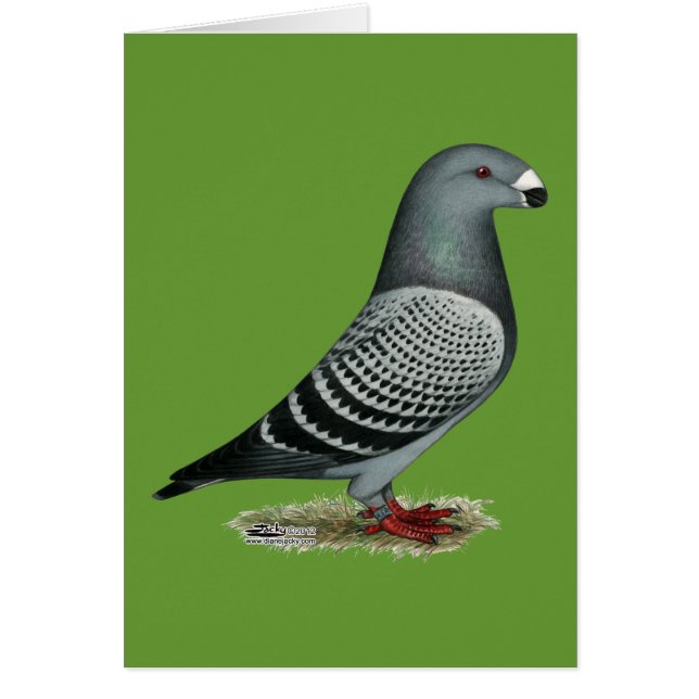 Show Racer Light Check (Front)