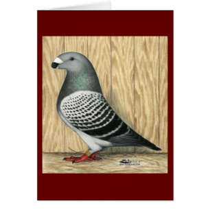 Show Racer Medium Chequered