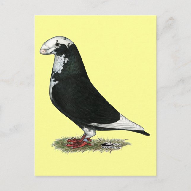 Show Racer Pied Postcard (Front)