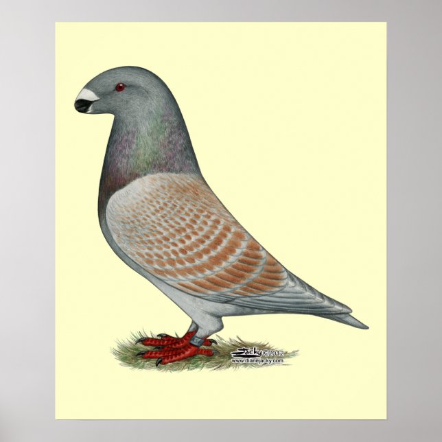 Show Racer Recessive Opal Poster (Front)