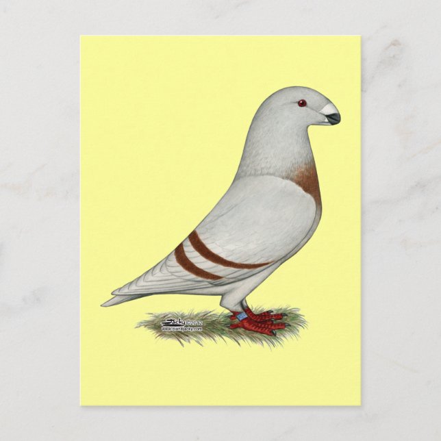 Show Racer Red Bar Pigeon Postcard (Front)