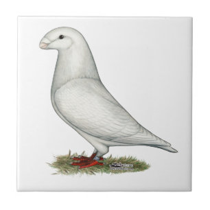 Show Racer White Tile