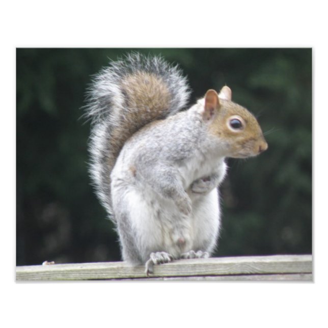 Show your best side Squirrel Photo Print (Front)