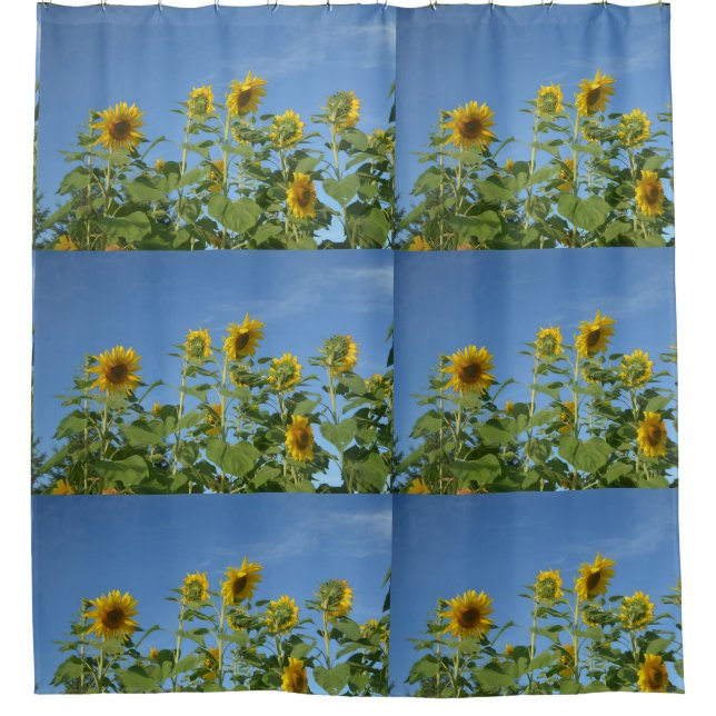 Shower Curtbeautiful sunflowers in blue sky (Front)