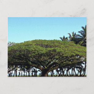Shower tree by beach, Hilo, Hawaii Postcard