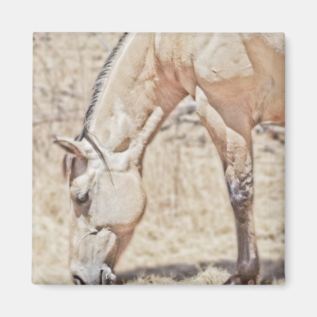 Showing some Stripes ~ Horse Magnet (Front)