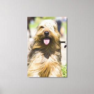 showing tongue, long hair, portrait canvas print