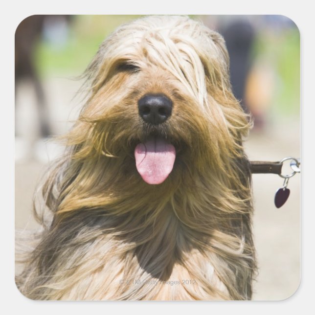 showing tongue, long hair, portrait square sticker (Front)