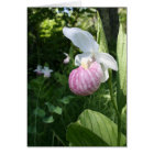 Showy Lady's Slipper