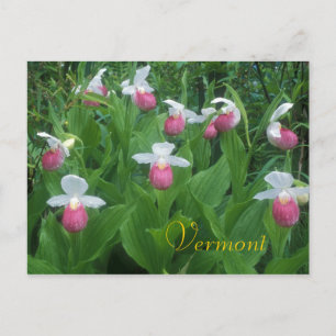 Showy Lady's Slippers Postcard