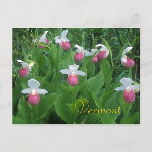 Showy Lady's Slippers Postcard (Front)