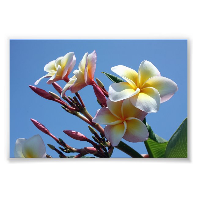 Showy Plumeria Frangipani Blooms Photo Print (Front)