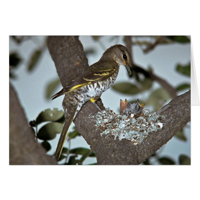 Shrike de cacao noir (Devant horizontal)