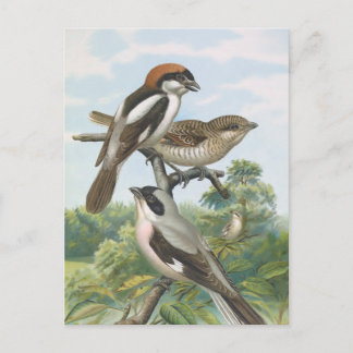 Shrikes Vintage Bird Illustration Postcard