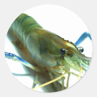 shrimp classic round sticker